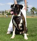 Leather dog harness for agitation,protection and attack.Padded.Designed and Sized to Fit Your Boxer Just Perfect