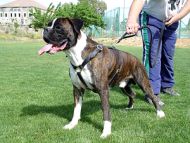 Luxury handcrafted leather dog harness made To Fit Boxer H7