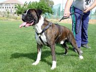 Leather Canine Harness for Tracking, Training and Walking