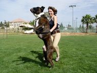 Leather Canine Harness for Tracking, Training and Walking