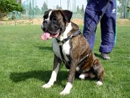 Leather Canine Harness for Tracking, Training and Walking