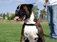 Tracking / Pulling / Agitation Leather Dog Harness For Boxer