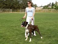 Tracking / Pulling / Agitation Leather Dog Harness For Boxer