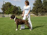 Tracking / Pulling / Agitation Leather Dog Harness For Boxer