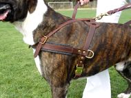 Tracking / Pulling / Agitation Leather Dog Harness For Boxer