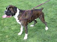 Tracking / Pulling / Agitation Leather Dog Harness : Padded and Adjustable : Designed to Fit Your Boxer just Perfect