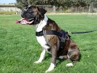 *Bedros wearing our exclusive weather dog harness for tracking / pulling Designed to fit Boxer-H6