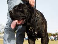 Exclusive Luxurious Handcrafted Padded Leather Dog Harness Perfect  for your Cane Corso