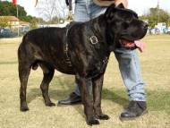 Exclusive Luxurious Handcrafted Padded Leather Dog Harness Perfect  for your Cane Corso