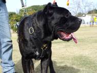 Exclusive Luxurious Handcrafted Padded Leather Dog Harness Perfect  for your Cane Corso