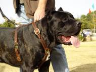 Luxury handcrafted leather dog harness made To Fit Cane Corso
