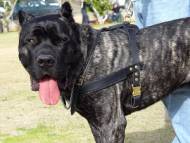 Tracking / Pulling / Agitation Leather Dog Harness For Cane Corso