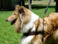 Collie dog training leather harness