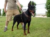 Agitation / Protection / Attack Leather Dog Harness Perfect For Your Doberman H1