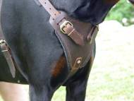 Agitation / Protection / Attack Leather Dog Harness Perfect For Your Doberman H1