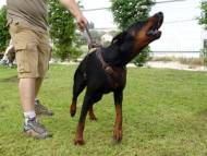 Agitation / Protection / Attack Leather Dog Harness Perfect For Your Doberman H1