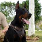 Leather dog harness for agitation,protection and attack.Padded.Designed and Sized to Fit Your Doberman Just Perfect