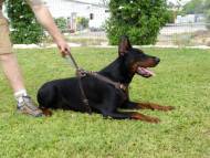 Agitation / Protection / Attack Leather Dog Harness Perfect For Your Doberman H1