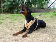 Exclusive Luxurious Handcrafted Padded Leather Dog Harness Perfect  for your Doberman H10_1