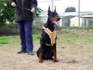 Exclusive Luxurious Handcrafted Padded Leather Dog Harness Perfect  for your Doberman H10_1