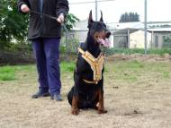 Exclusive Luxurious Handcrafted Padded Leather Dog Harness Perfect  for your Doberman H10