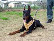 Exclusive Luxurious Handcrafted Padded Leather Dog Harness Perfect  for your Doberman H10_1