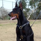 Leather tracking dog harness adjustable,handcrafted with luxury brass hardware : With this harness your Doberman will be a Star