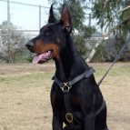 leather dog harness