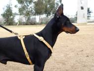 Luxury handcrafted leather dog harness made To Fit Doberman H7