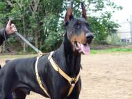 Luxury handcrafted leather dog harness made To Fit Doberman H7