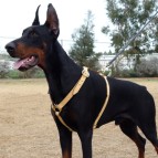 Luxury handcrafted leather dog harness made To Fit Doberman H7