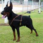 Doberman leather dog harness handcrafted