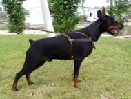 Tracking / Pulling / Agitation Leather Dog Harness For Doberman H5