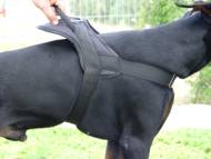 All Weather dog harness for tracking / pulling Designed to fit Doberman - H6