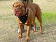 Agitation / Protection / Attack Leather Dog Harness Perfect For Your Dogue De Bordeaux H1