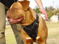 Agitation / Protection / Attack Leather Dog Harness Perfect For Your Dogue De Bordeaux H1