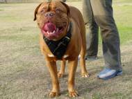 Agitation / Protection / Attack Leather Dog Harness Perfect For Your Dogue De Bordeaux H1
