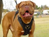 Exclusive Luxury Handcrafted Padded Leather Dog Harness Perfect  for your Dogue De Bordeaux