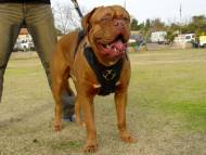 Exclusive Luxurious Handcrafted Padded Leather Dog Harness Perfect  for your Dogue De Bordeaux H10