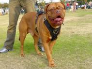 Exclusive Luxurious Handcrafted Padded Leather Dog Harness Perfect  for your Dogue De Bordeaux H10