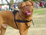 Tracking / Pulling / Agitation Leather Dog Harness For Dogue De Bordeaux