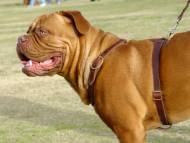 Luxury handcrafted leather dog harness made To Fit Dogue De Bordeaux H7