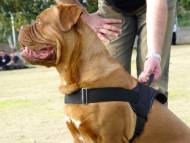 Nylon dog harness for tracking / pulling Designed to fit Dogue De Bordeaux