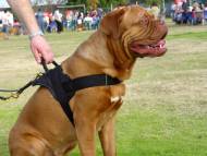 Shadow wearing our All Weather Extra Strong Nylon Harness