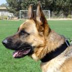 padded nylon dog collar