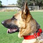 padded nylon dog collar