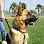 German Shepherd Walking and Tracking Leather Dog Harness