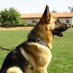 German Shepherd Walking and Tracking Leather Dog Harness