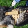 German Shepherd Walking and Tracking Leather Dog Harness