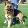 German Shepherd Walking and Tracking Leather Dog Harness